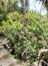 Euphorbia ingens E.Mey. ex Boiss.