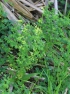 Euphorbia peplus.