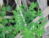 Euphorbia peplus. Euphorbe des jardins.