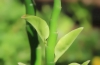 Tige et feuilles Euphorbia tithymaloides