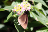 Euploea goudotii. Papillon endémique de La Réunion