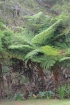 Cyathea glauca Bory, Fanjan Fougère endémique La Réunion
