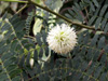 Faux mimosa, Leucaena leucocephala