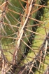 Ferocactus pilosus (Galeotti ex Salm-Dyck) Werderm
