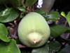 Fruit : Figuier grimpant ou Lierre péi - Ficus pumila