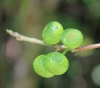 Ficus lateriflora Vahl.