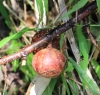 Ficus mauritiana Lam.