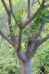 Ficus rubra Vahl.