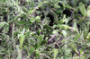 Opuntia ficus-indica.