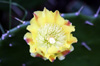 Fleur : Opuntia ficus-indica.
