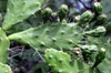 Fruits : Opuntia ficus-indica.