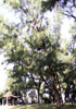 Filaos, Casuarina equisetifolia L
