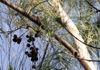 Casuarina equisetifolia, Filaos