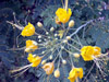 Fleurs jaunes : Caesalpinia pulcherrima.