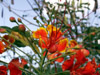 Fleurs rouges : Caesalpinia pulcherrima.