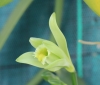 Fleur de vanille Vanilla planifolia