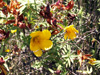Fleur jaune, Hypericum lanceolatum, Endémique de La Réunion