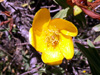 Fleur jaune Hypericum lanceolatum Endémique de La Réunion