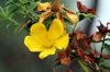 Fleur jaune Hypericum lanceolatum