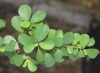 Flueggea virosa (Roxb. ex Willd.) Royle, feuilles