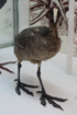 Fulica newtoni oiseau endémique de La Réunion et de l'île Maurice
