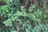 Rubus rosifolius. Framboise. Framboisier.