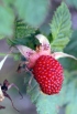 Rubus rosifolius. Fruit.