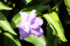 Fleur Brunfelsia uniflora. Franciscéa.