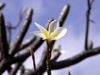 Frangipanier fleur Plumeria.