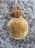 Fruit baobab Adansonia digitata