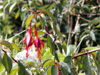 Fuchsia de Magellan ou Ti zanneau. Fuchsia magellanica Lam.