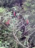 Fuchsia boliviana Carrière.