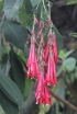 Fuchsia boliviana. Fleurs.