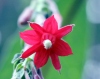 Fuchsia boliviana. Fleur.