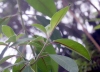 Fuchsia boliviana. Feuilles.