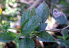 Galabert, Corbeille d'or : feuilles