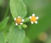 Galinsoga parviflora Cav. Fleurs.
