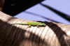 Lézard vert gecko de Manapany endémique de l'île de la Réunion