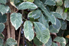 Géranium aralia, Polyscias guilfoylei