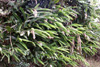 Gingembre coquille, Fleur coquillage. Alpinia zerumbet.