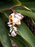 Inflorescence : Gingembre coquille, Fleur coquillage. Alpinia zerumbet.