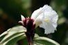 Fleur de Gingembre cr&Cheilocostus Speciosus variegatus.;pe panaché. 
