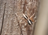 Araignée Gobe mouche.  Plexippus paykulli