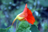 Tropaeolum majus. Fleur avec son éperon