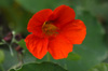 Fleur rouge de grande capucine
