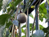 Grenadille fruit de la passion Passiflora edulis