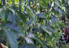 Grenadille fruit de la passion Passiflora edulis