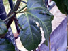 Grenadille fruit de la passion : feuille Passiflora edulis