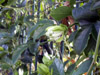 Grenadille fruit de la passion : fleur Passiflora edulis