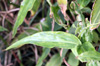 Grosse herbe de l'eau - Commelina benghalensis